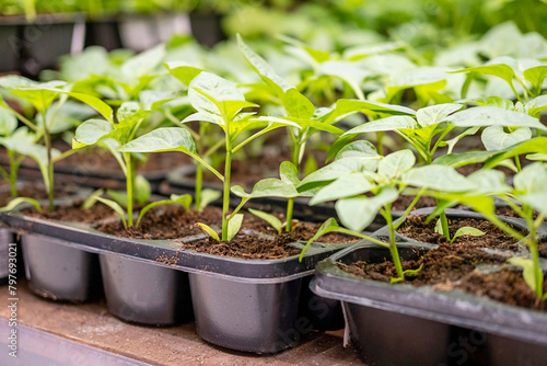 Foto seedlings on the shelf at the store, planting season