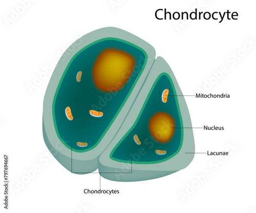 Structure of the Chondrocytes. Chondrocytes cells in healthy cartilage.