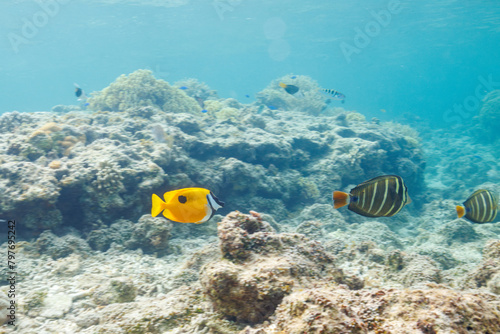 素晴らしいサンゴ礁の美しいヒフキアイゴ（アイゴ科）とヒレナガハギ（ニザダイ科）他。 圧倒的に大規模な素晴らしく美しいサンゴ礁。沖縄県島尻郡座間味村阿嘉島の阿嘉ビーチにて。 2021年4月28日水中撮影。 Mysterious Blotched foxface (Siganus unimaculatus) and Sailfin tang (Zebrasoma veliferum) and ot
