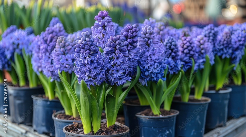 Fototapeta premium Blooming Spring Hyacinths in Flower Shop