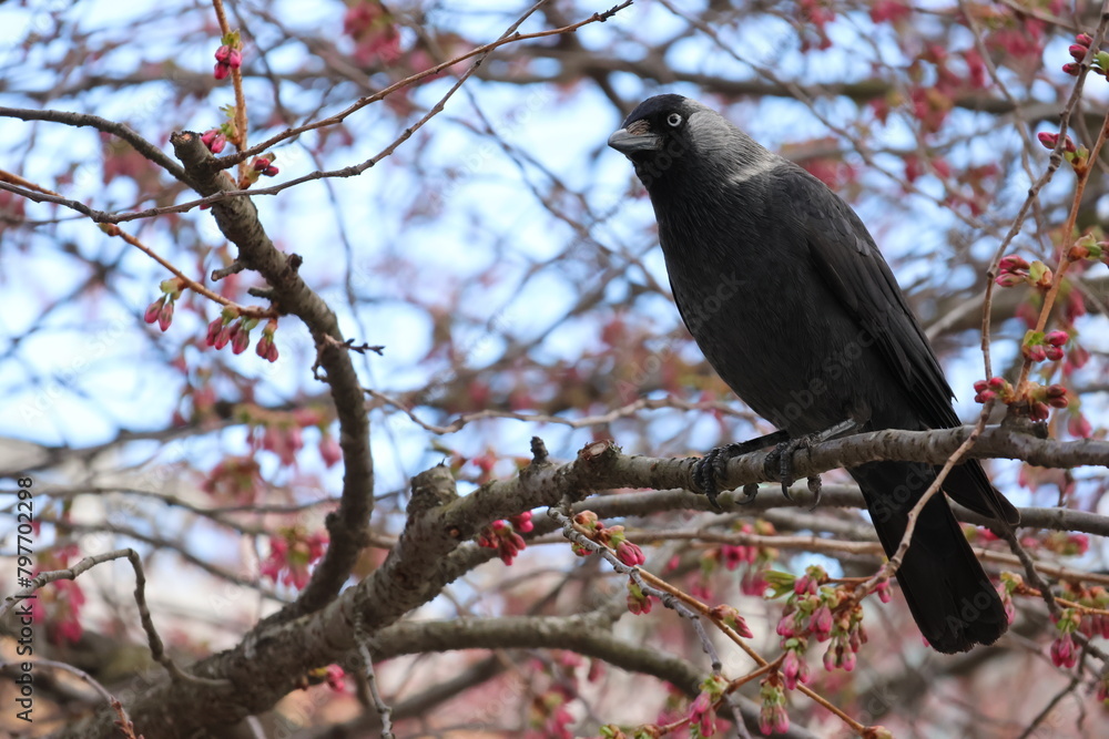 Closeup shot of a crow perched in a blooming cherry blossom tree