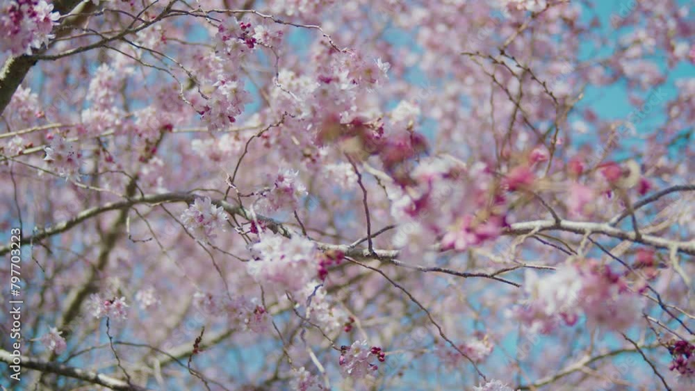 Branches of cherry blossom tree in full bloom with sunlight shining through Branches of cherry blossom tree in full bloom with sunlight shining through