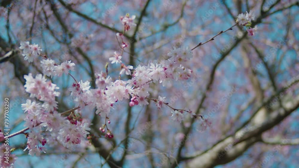A flowery branch on a cherry blossom flower tree in full bloom A flowery branch on a cherry blossom flower tree in full bloom