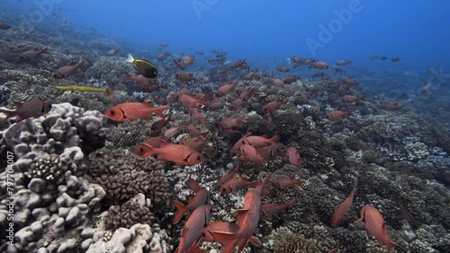 Big school of red soldier fish in clear water on a tropical coral reef, Tuamotu archipelago, french polynesia, south pacific. camera travels towards the fish shoal photo