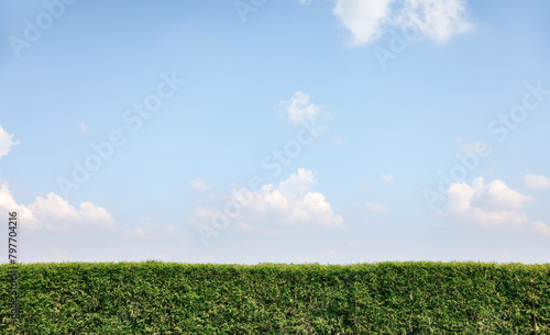 Row of green bamboo fence and clear blue sky and cloud at high. Landscape at outdoor include space, light of nature, sunlight. Bright blue color at day in autumn for scene, background and wallpaper.