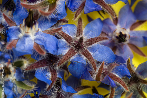 Vibrant close-up of borage bloom, revealing intricate details and vivid hues.
