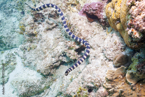 素晴らしいサンゴ礁の美しいエラブウミヘビ（コブラ科）。 圧倒的に大規模な素晴らしく美しいサンゴ礁。沖縄県島尻郡座間味村阿嘉島の阿嘉ビーチにて。 2021年4月29日水中撮影。 Beautiful Chinese sea snake (Laticauda semifasciata) in the wonderful coral reefs. 