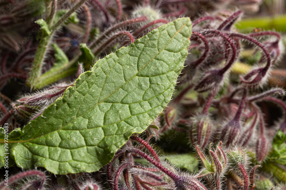 Vibrant close-up of borage bloom, revealing intricate details and vivid hues Vibrant close-up of borage bloom, revealing intricate details and vivid hues