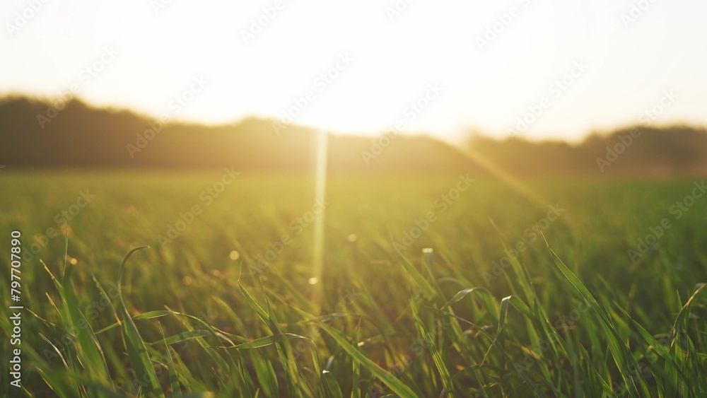 Naklejka premium green wheat on the field a during sunset. wheat agriculture lifestyle harvesting agribusiness concept. walk in large wheat field. large harvest of wheat in summer on the field landscape agriculture