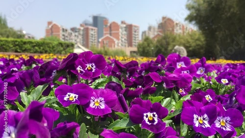 Viola flowers in front of Shanghai cityscape in blurred background photo