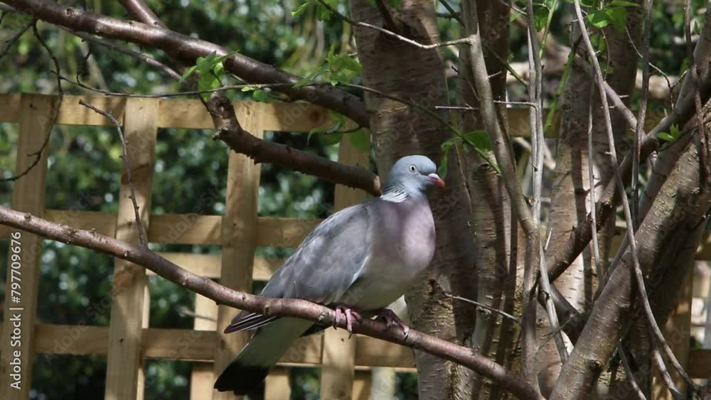 Wood Pigeon, Columba palumbus, perched in fruit tree in dappled sunlight. Spring. UK Wood Pigeon, Columba palumbus, perched in fruit tree in dappled sunlight. Spring. UK