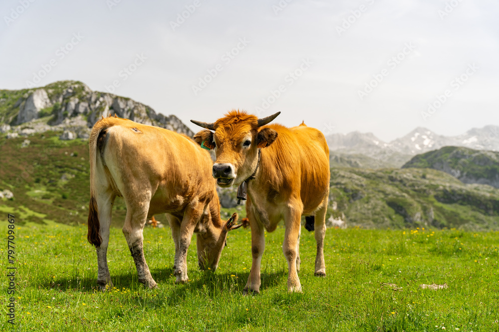 Two cows standing in a grassy field with mountains in the background Enol lakes in covadonga asturias