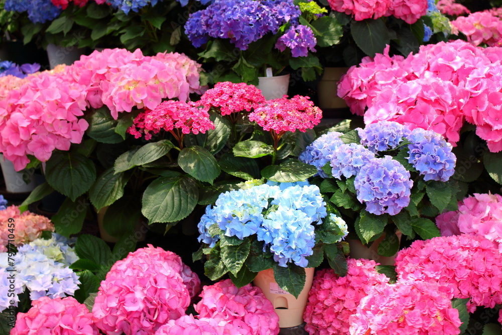 色とりどりの美しく咲く紫陽花 色とりどりの美しく咲く紫陽花
