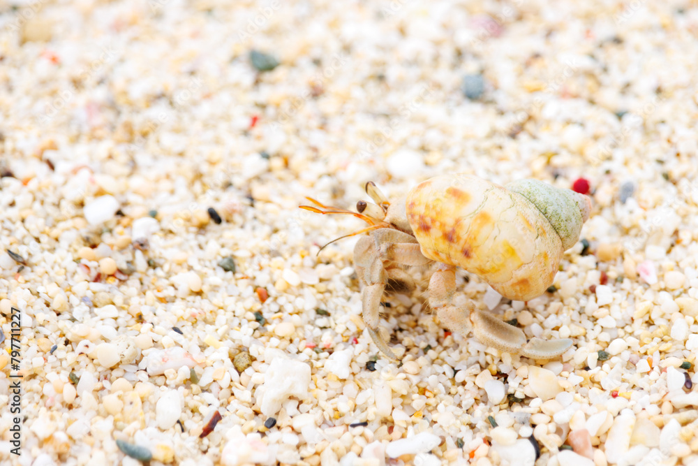 美しい白砂のビーチと美しいオカヤドカリ（天然記念物）。
日本国沖縄県島尻郡慶良間諸島の阿嘉島にて。
2021年4月29日撮影。
The Beautiful Terrestrial Hermit Crab (Natural Monument) in beautiful white beach.
