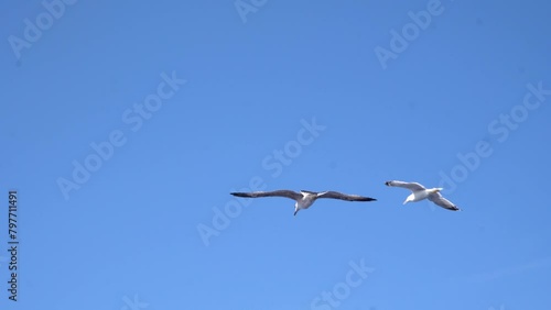 Seagulls In Flight Against Blue Sky On Sunny Day. low angle, rear view photo