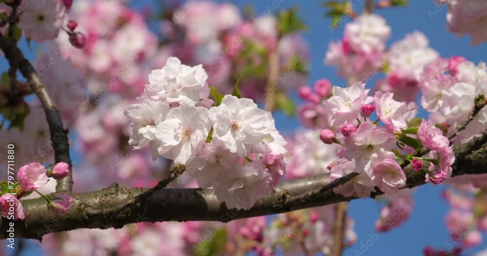 Delicate cherry blossoms burst into bloom against a clear blue sky, heralding the arrival of spring Delicate cherry blossoms burst into bloom against a clear blue sky, heralding the arrival of spring