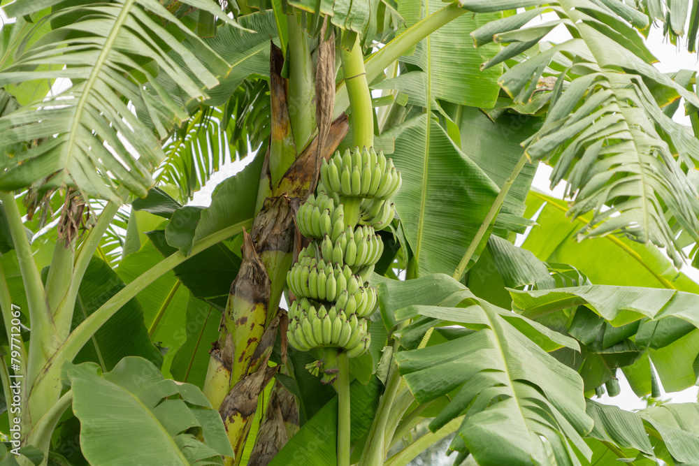 custom made wallpaper toronto digitalBanana on tree. Nature food in garden farm. Fruit.
