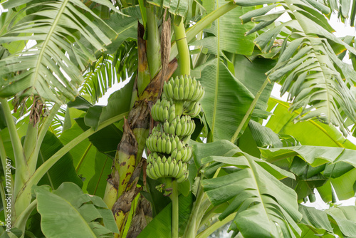 Wallpaper Mural Banana on tree. Nature food in garden farm. Fruit. Torontodigital.ca