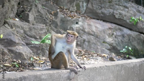 Slow motion view of monkey on concrete ledge sitting and scratching itching body animal primate species conservation behaviour Sri Lanka Asia photo