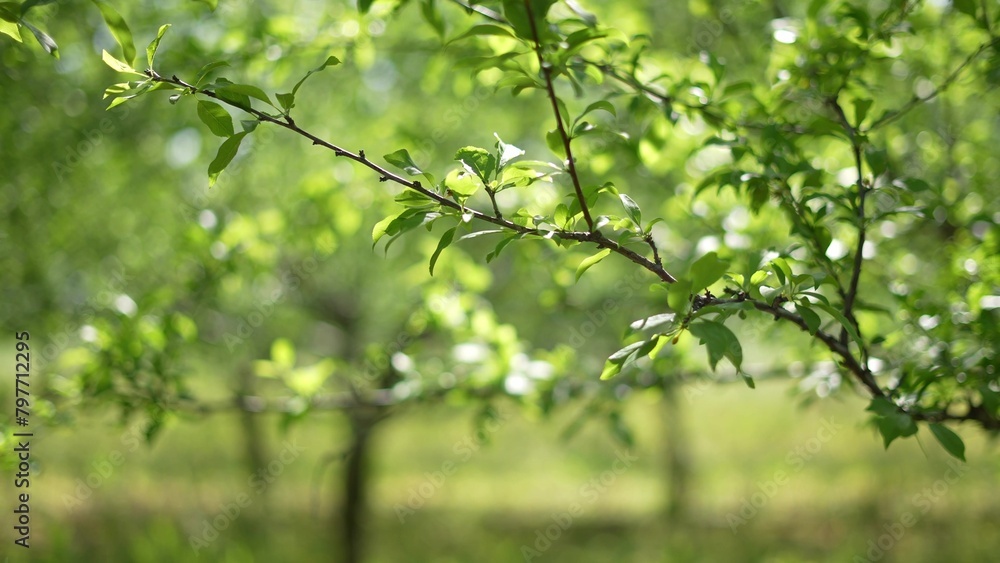 Agriculture. green garden trees summer with green leaves just after flowering close-up. agriculture business concept. tree trunks in orchard landscape nature. crop farming gardening general plan Agriculture. green garden trees summer with green leaves just after flowering close-up. agriculture business concept. tree trunks in orchard landscape nature. crop farming gardening general plan