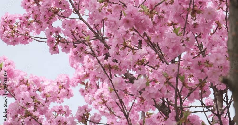 Cherry blossoms in full bloom, a gentle sign of spring's arrival, captured in soft focus with subtle sunlight Cherry blossoms in full bloom, a gentle sign of spring's arrival, captured in soft focus with subtle sunlight