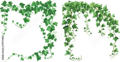 Ivy creepers. Climbing leaves vines on wall balcony hanging creeper