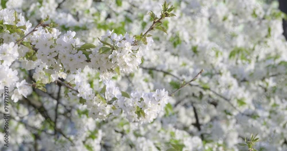 Close-up of white cherry blossom flowers with delicate petals and fresh green leaves, heralding the joyous arrival of spring Close-up of white cherry blossom flowers with delicate petals and fresh green leaves, heralding the joyous arrival of spring