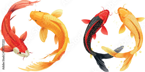 Koi fish. Koi carp fishes vector illustration, red and yellow swimming oriental