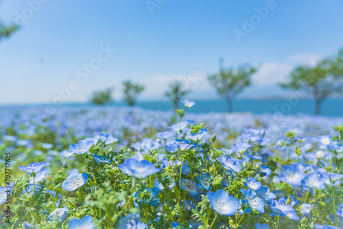 舞洲ネモフィラ祭り