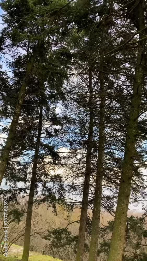 Green trees in forest, spring time
Green trees in forest, spring time