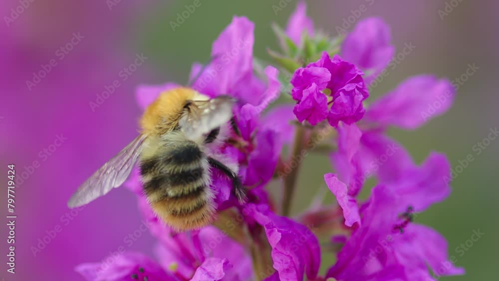 Common carder bee (Bombus pascuorum) collecting nectar of purple loosestrife flower in garden and flying away. Macro shot. Common carder bee (Bombus pascuorum) collecting nectar of purple loosestrife flower in garden and flying away. Macro shot.