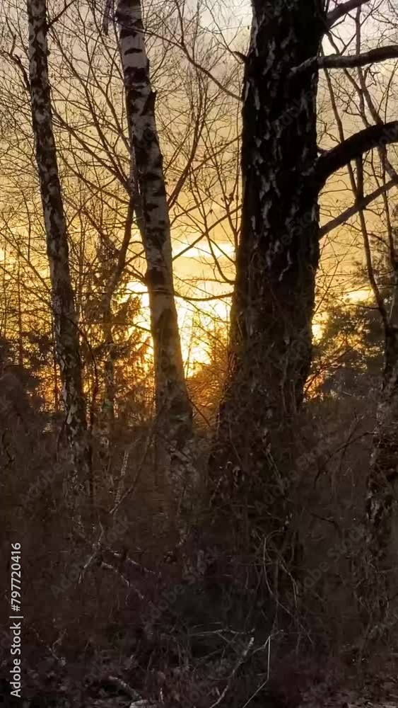 Sunset over trees in forest, spring time
