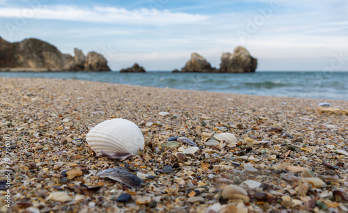 Close-up of a shell on the Akçakese beach on the blurry background