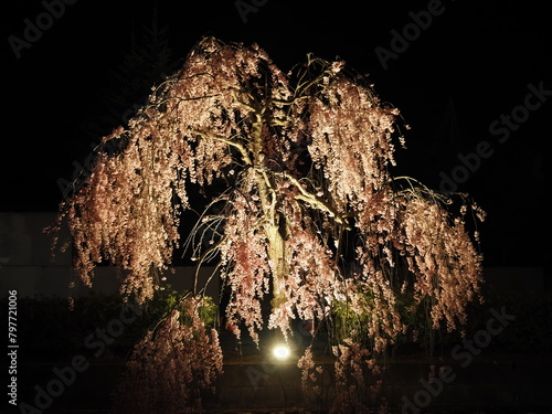 山形県天童市　倉津川の夜桜 photo