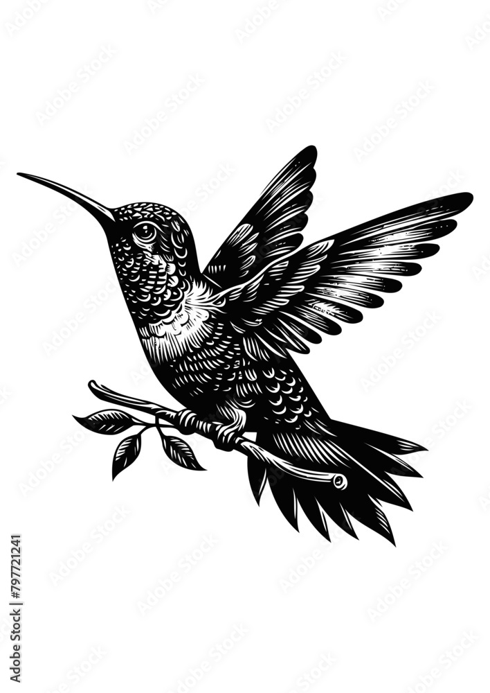 Obraz premium hummingbird vector