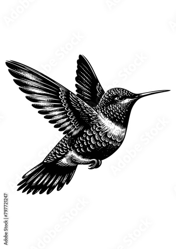 hummingbird vector