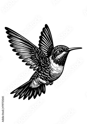 hummingbird vector