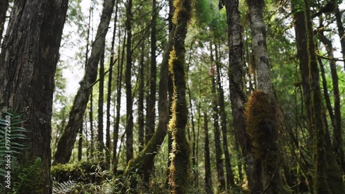 Rain forest with moss and bushes in Taipingshan National Forest Recreation Area, Taiwan. photo