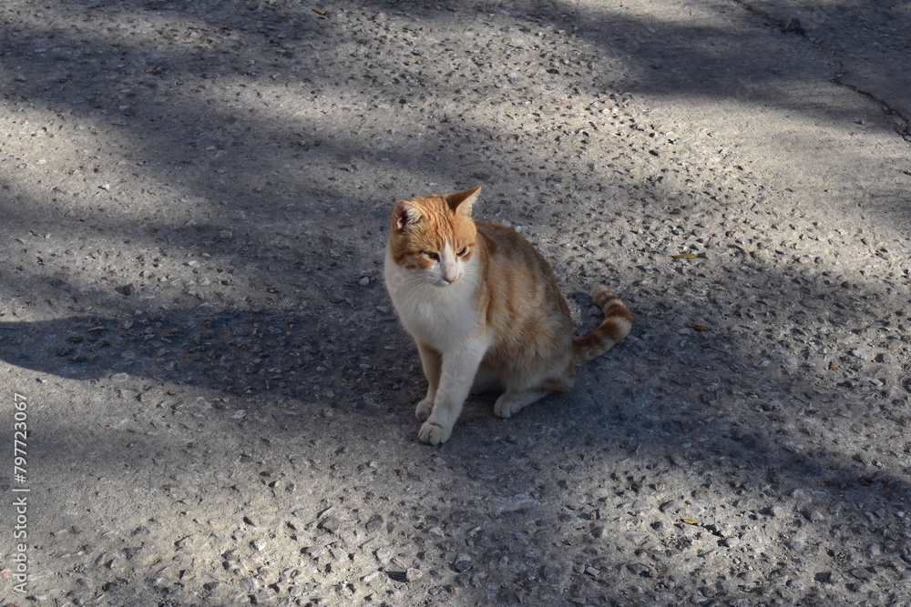 CAT CAT