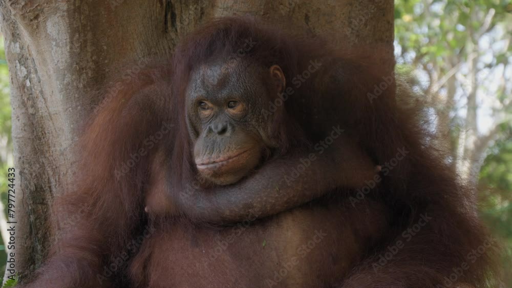 Portrait of Orangutan leaning against tree. Close-up Portrait of Orangutan leaning against tree. Close-up