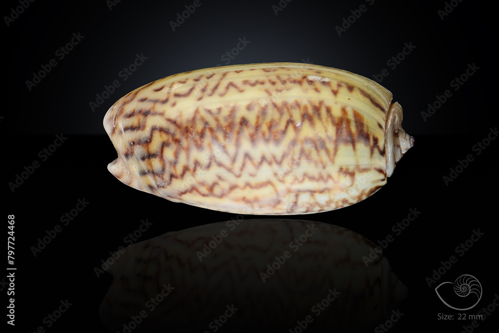 365 different seashell. macro image, for art, for sience. 365 different seashell. macro image, for art, for sience.