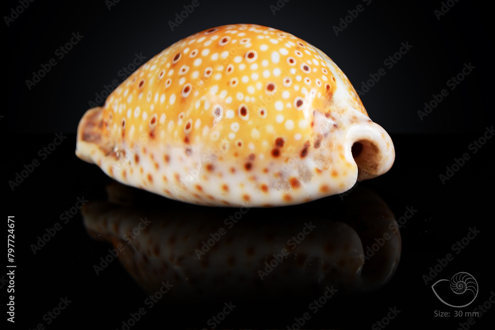 365 different seashell. macro image, for art, for sience.