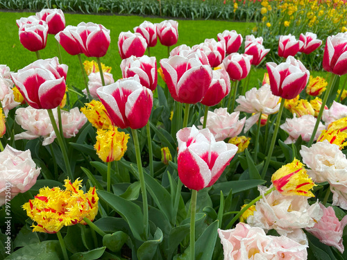 tulips in the garden