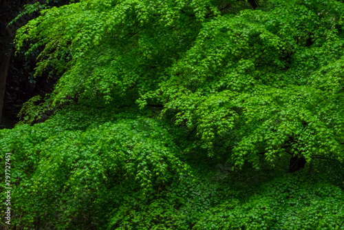 雨に濡れた新緑のモミジ 紅葉 © 福田 浩志 - Koji Fukuta