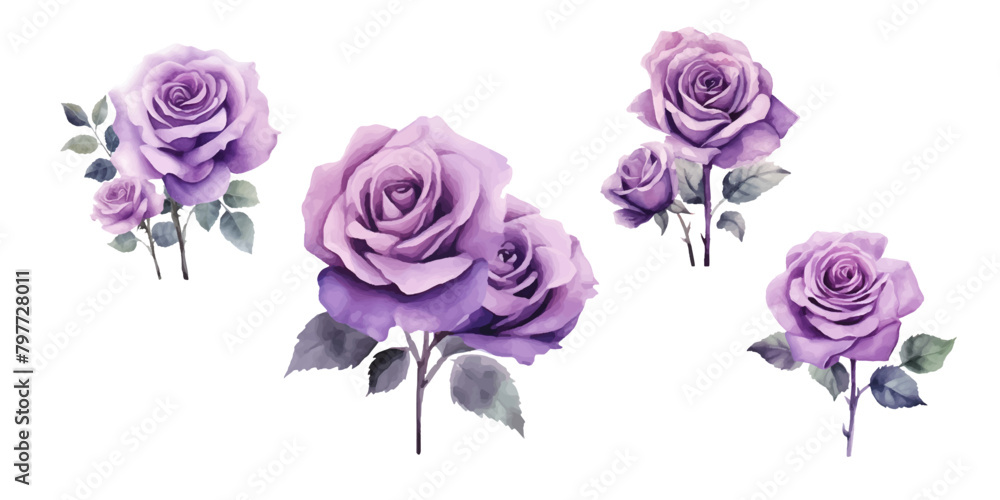 Obraz premium Set of beautiful purple roses watercolor isolated on white background. Vector illustration