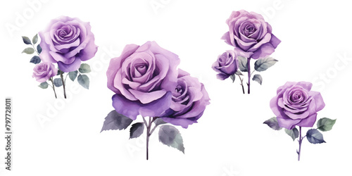 Set of beautiful purple roses watercolor isolated on white background. Vector illustration