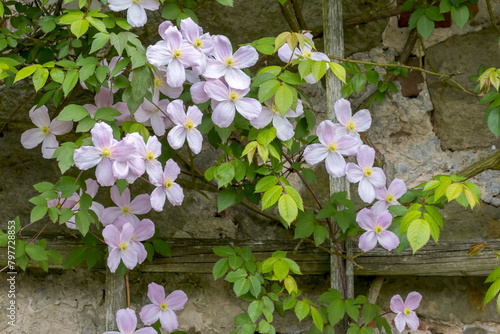 Berg-Waldrebe, Clematis montana, Bergclematis photo