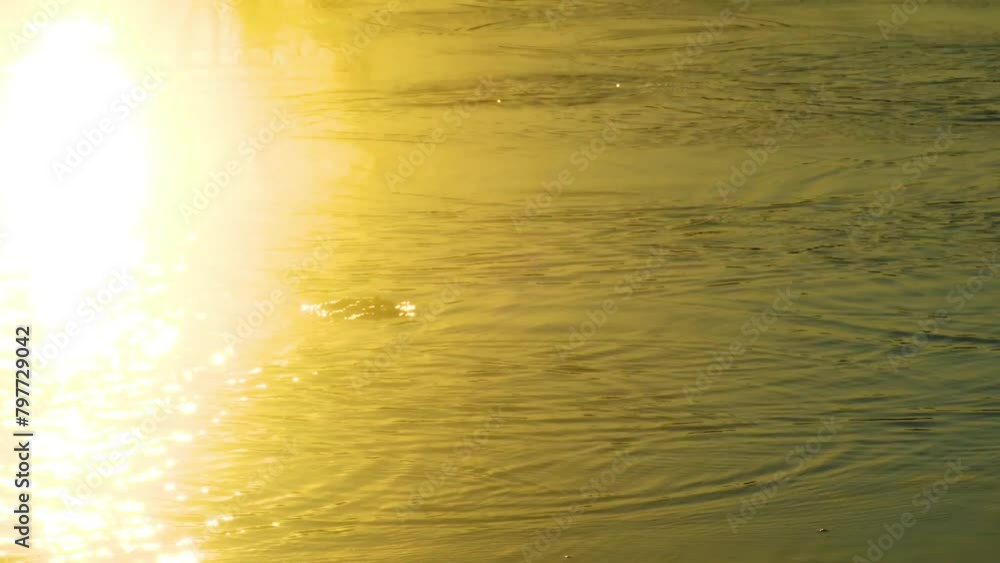 View Of Hopping Frogs In Morning Sunlight - High Angle Shot View Of Hopping Frogs In Morning Sunlight - High Angle Shot
