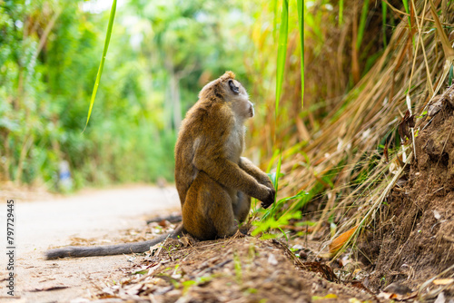 Monkey Searching for Food