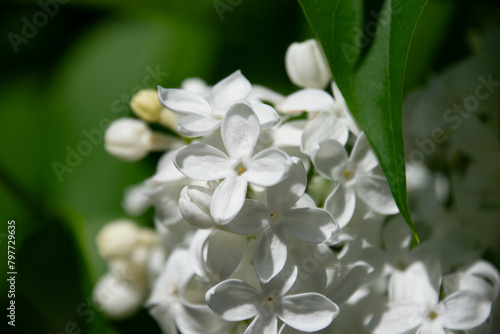 Closeup of beautiful white lilac flowers basking in the sunlight